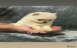 Pomeranian dogs for sale: Teddy bear optic white Pomeranians puppies - Advert 30
