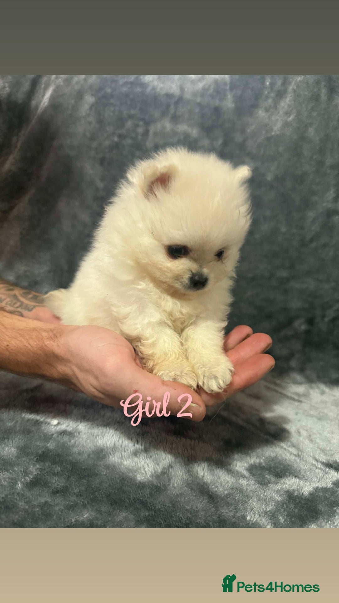 Pomeranian dogs for sale: Teddy bear optic white Pomeranians puppies - Advert 30
