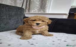 Maltipoo dogs for sale: 3 Maltipoo Puppies For sale - Image 5