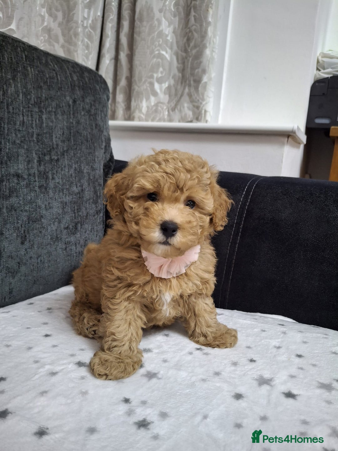 Maltipoo dogs for sale: 3 Maltipoo Puppies For sale - Image 5