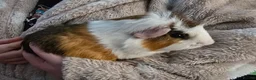 Guinea Pig rodents for sale: guinea pigs in Sale - Advert 2