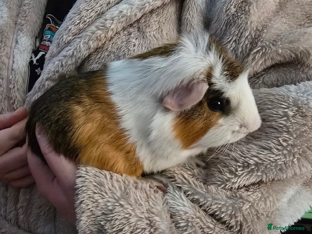 Guinea Pig rodents for sale: guinea pigs in Sale - Advert 2