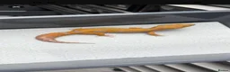 Gecko reptiles for sale: 6 Tangerine Trempers For Sale - Advert 4
