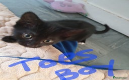 Mixed Breed cats for sale: Kittens  - Image 3