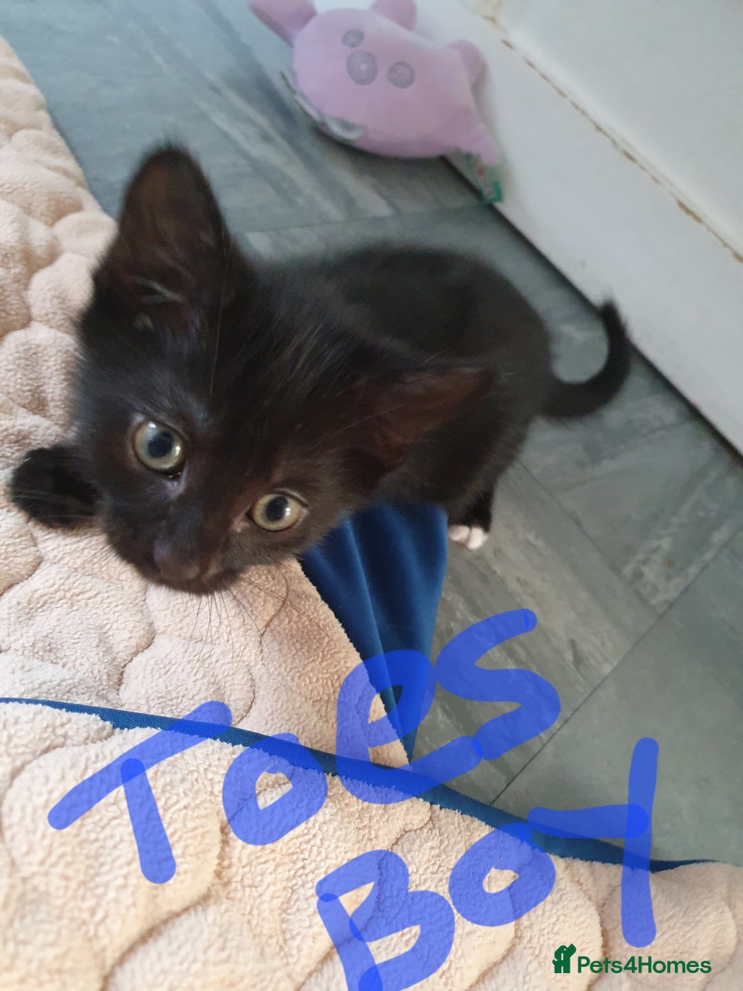 Mixed Breed cats for sale: Kittens  - Image 3