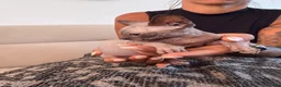 Sphynx cats for sale: Tica registered sphynx kittens  - Advert 16