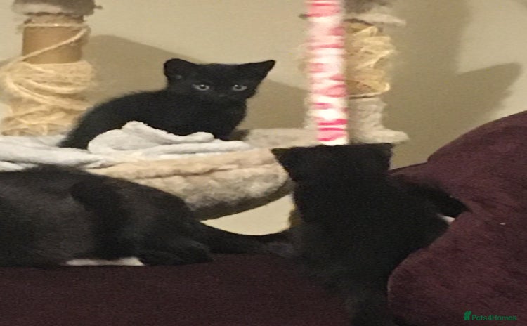 Domestic Shorthair cats - Advert 8