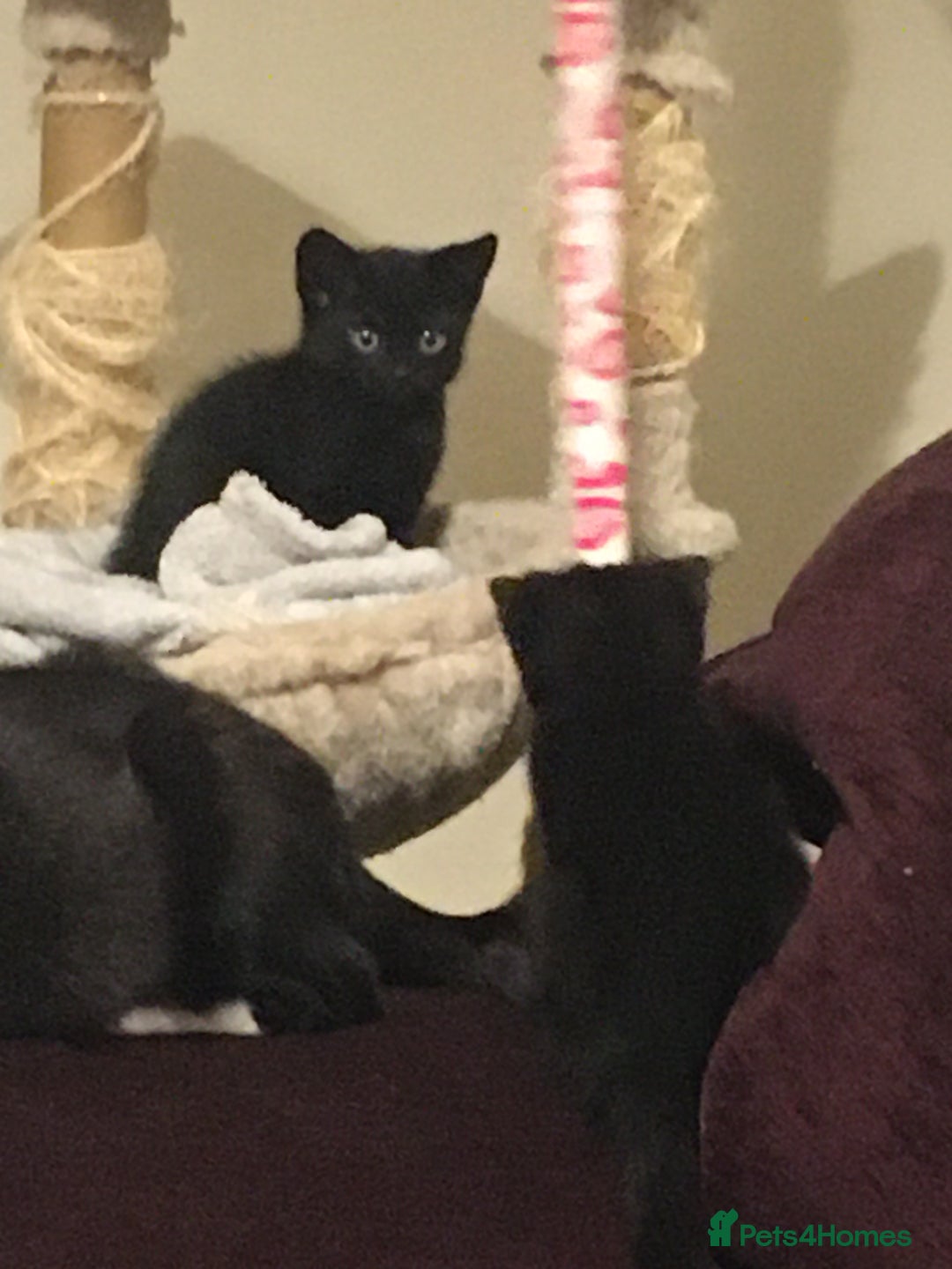 Domestic Shorthair cats for sale: 2 beautiful black kittens  - Image 1