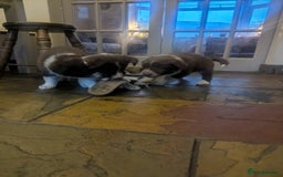 Border Collie dogs for sale: Red and white border collie/Sheepdog Pups - Image 35