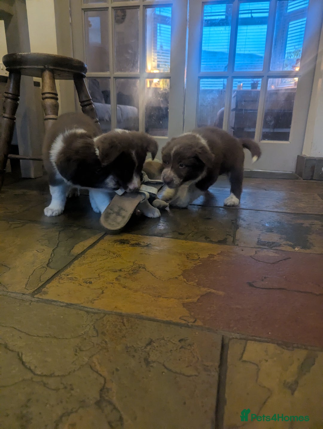 Border Collie dogs for sale: Red and white border collie/Sheepdog Pups - Image 35