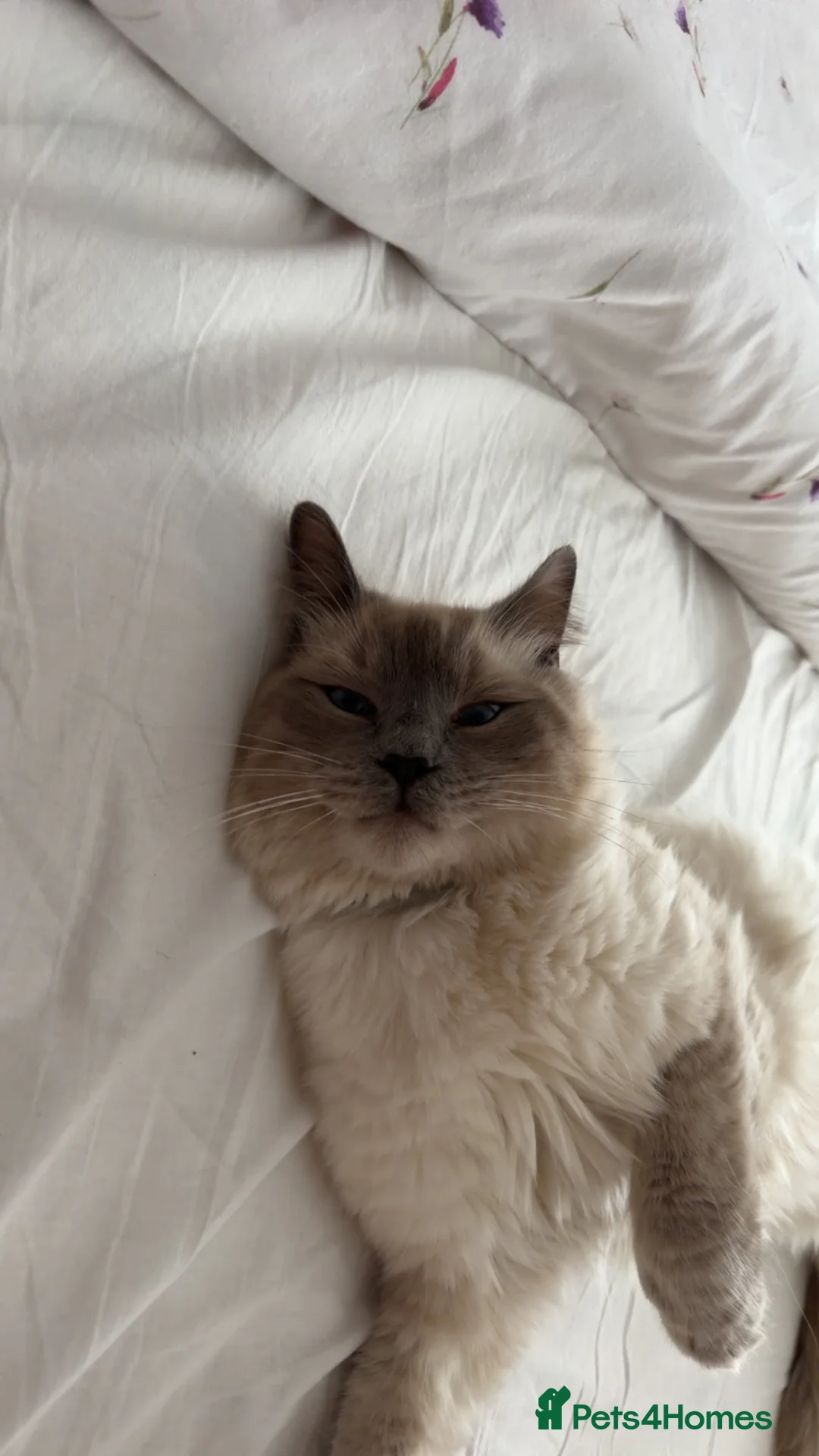 Ragdoll cats for stud: Blue point ragdoll stud  - Advert 16