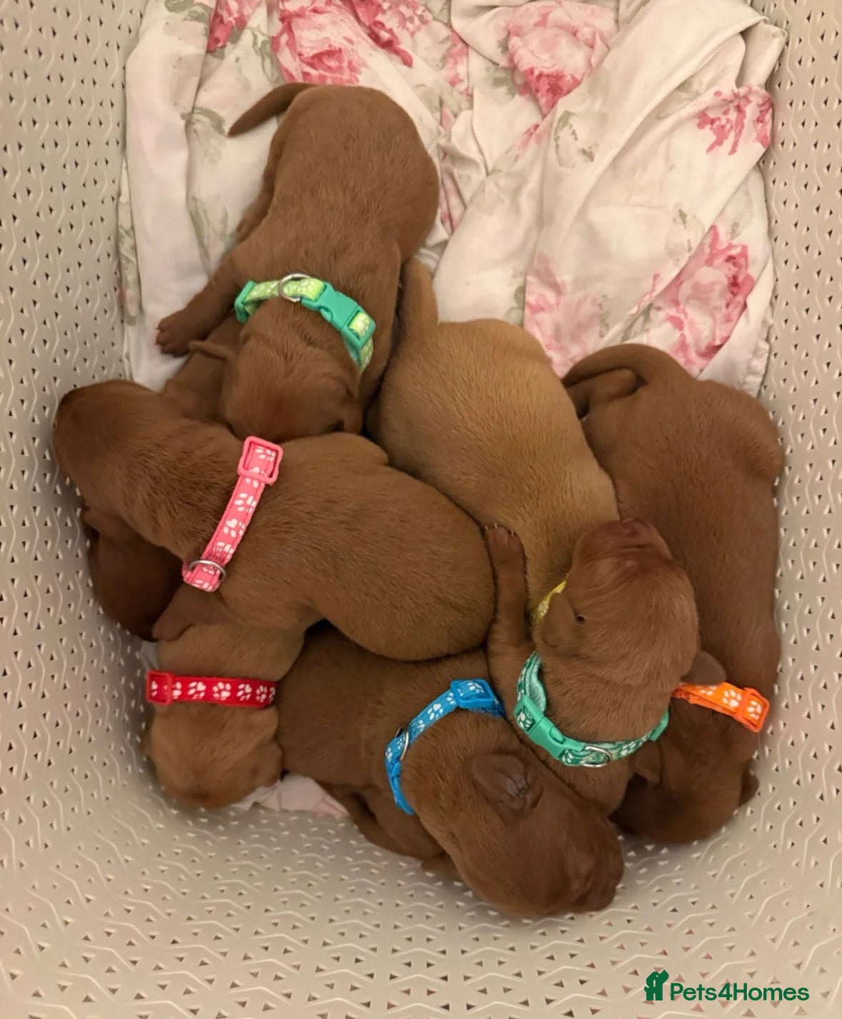 Labrador Retriever dogs PROVEN DARK RED FULLY HEALTH TESTED LABRADOR STUD - Advert 2