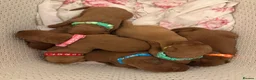 Labrador Retriever dogs for stud: PROVEN DARK RED FULLY HEALTH TESTED LABRADOR STUD - Advert 2