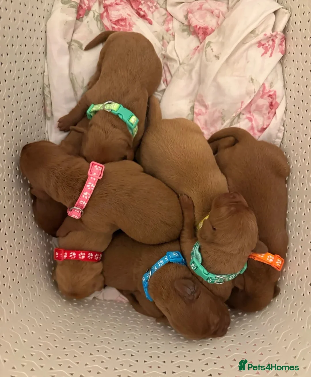 Labrador Retriever dogs for stud: PROVEN DARK RED FULLY HEALTH TESTED LABRADOR STUD - Advert 2