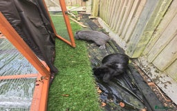 Mini Lop rabbits for sale: Two mini lop rabbits from different litter  - Image 3