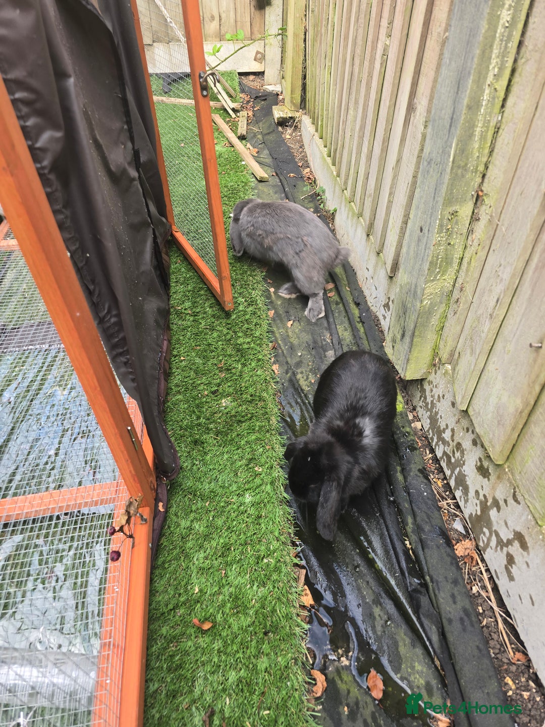Mini Lop rabbits for sale: Two mini lop rabbits from different litter  - Image 3