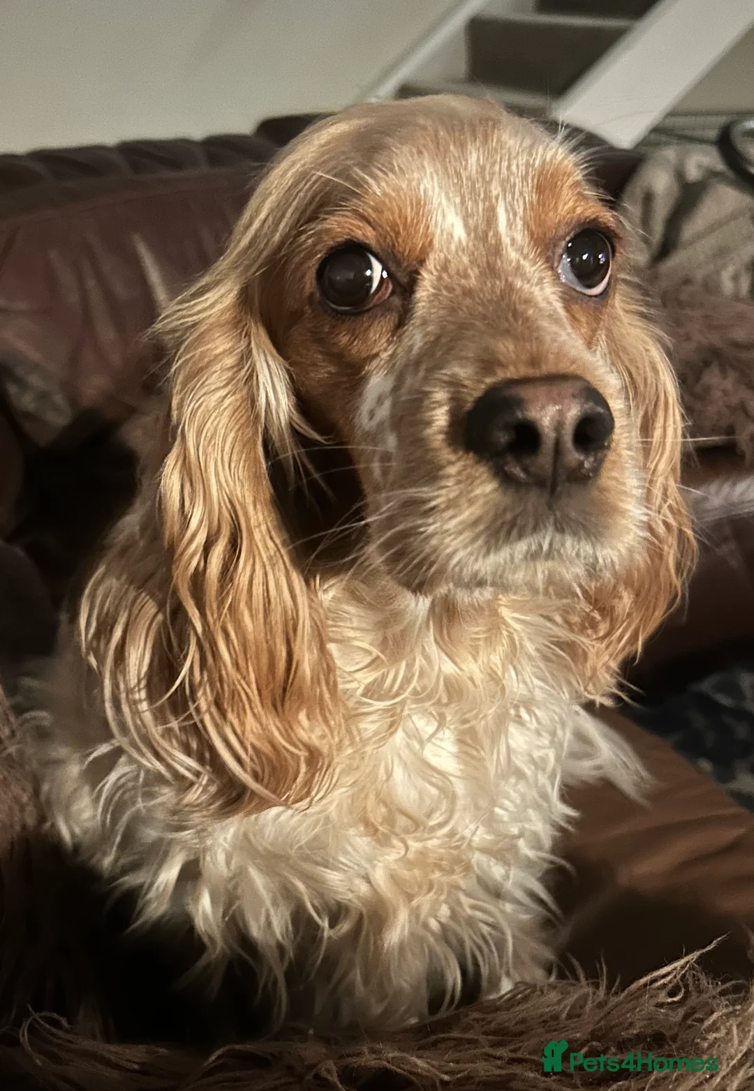 Sprocker dogs for sale: Sprocker Spaniel Puppies - Advert 8