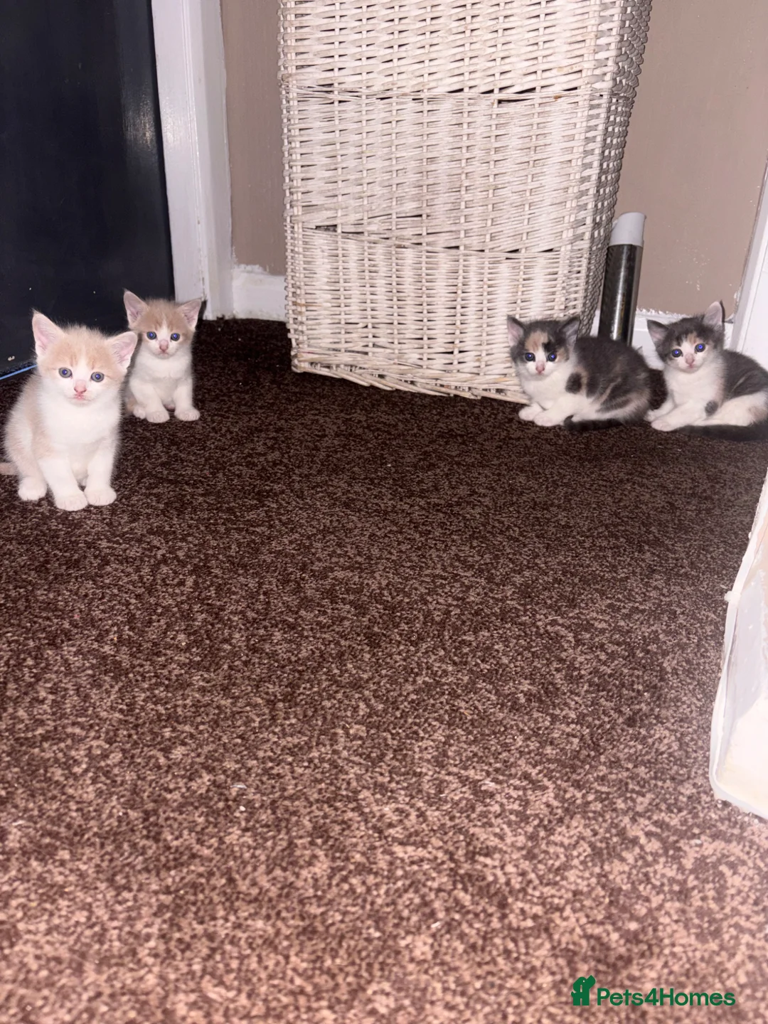 Mixed Breed cats for sale: 2 boy kittens ready  - Advert 2