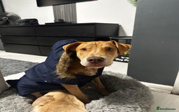 Mixed Breed dogs for sale: Mix breed male looking for forever home  - Image 3