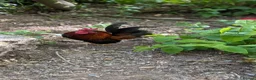 Chickens poultry for sale: Serama Pekan Cockerel in Pembroke - Advert 3
