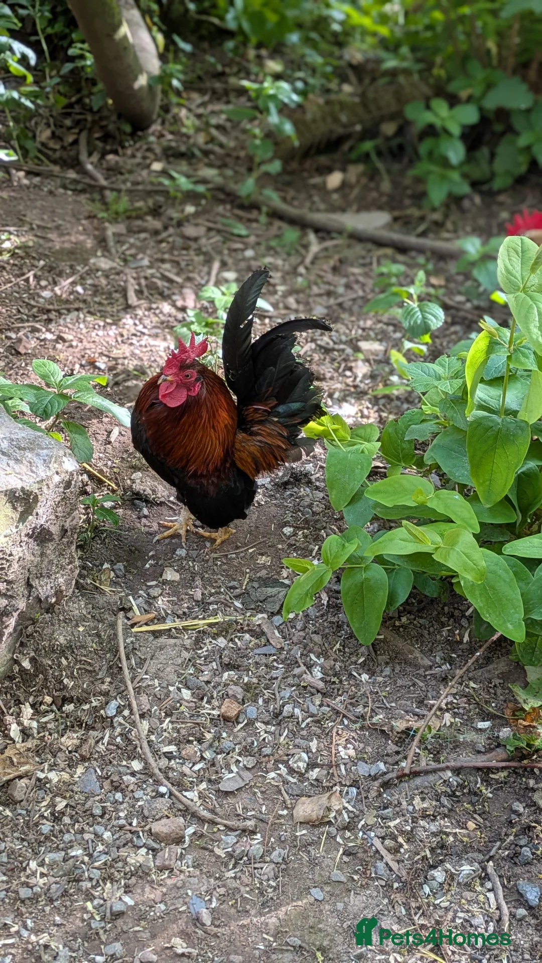 Chickens poultry for sale: Serama Pekan Cockerel in Pembroke - Advert 3