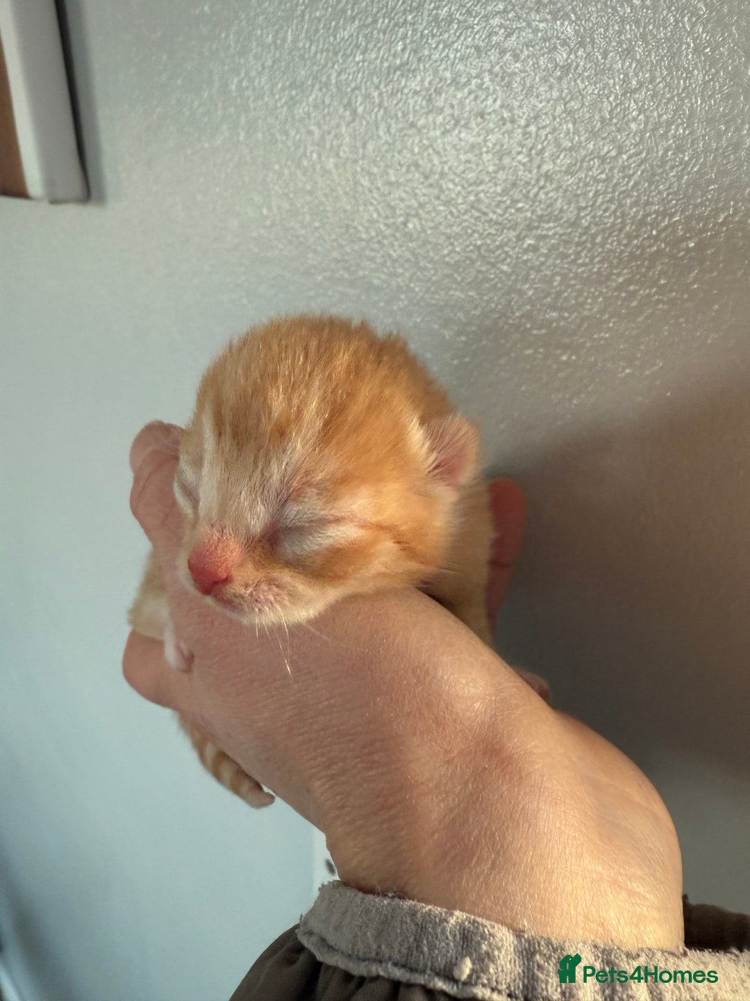 Domestic Shorthair cats for sale: Beautiful kittens available  - Advert 2