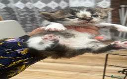 Mixed Breed cats for sale: 4 playful and funny kittens - Advert 14