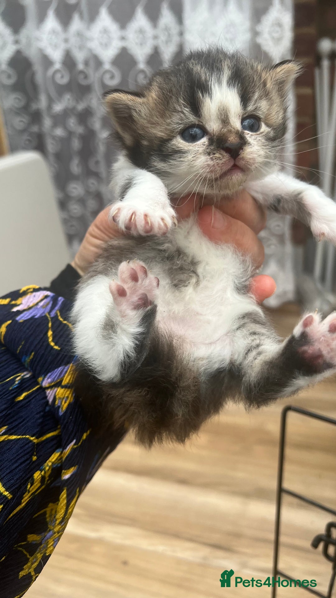 Mixed Breed cats for sale: 4 playful and funny kittens - Advert 14