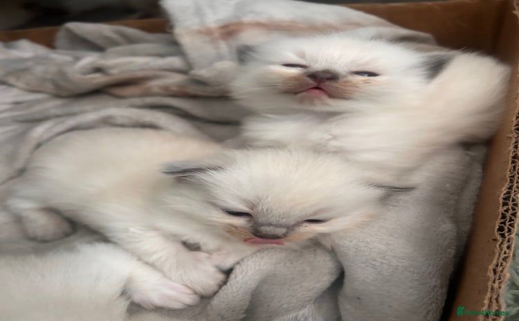 Ragdoll cats - Advert 2