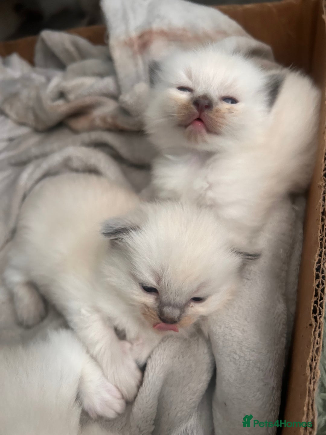 Ragdoll cats for sale: Beautiful pure ragdoll kittens  - Image 1
