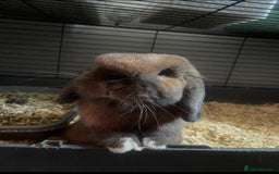 Mini Lop rabbits for sale: Mini lip male  - Image 1