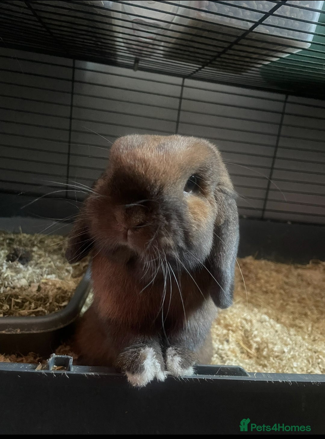 Mini Lop rabbits for sale: Mini lip male  - Image 1