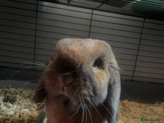 Mini Lop rabbits Mini lip male - Advert 8