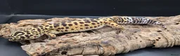Leopard Gecko reptiles for sale: Adult leopard geckos - Advert 3