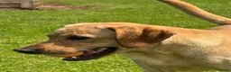 Labrador Retriever dogs for stud: Working Labrador stud  - Advert 3