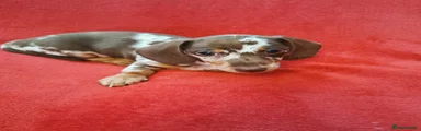 Dachshund 1