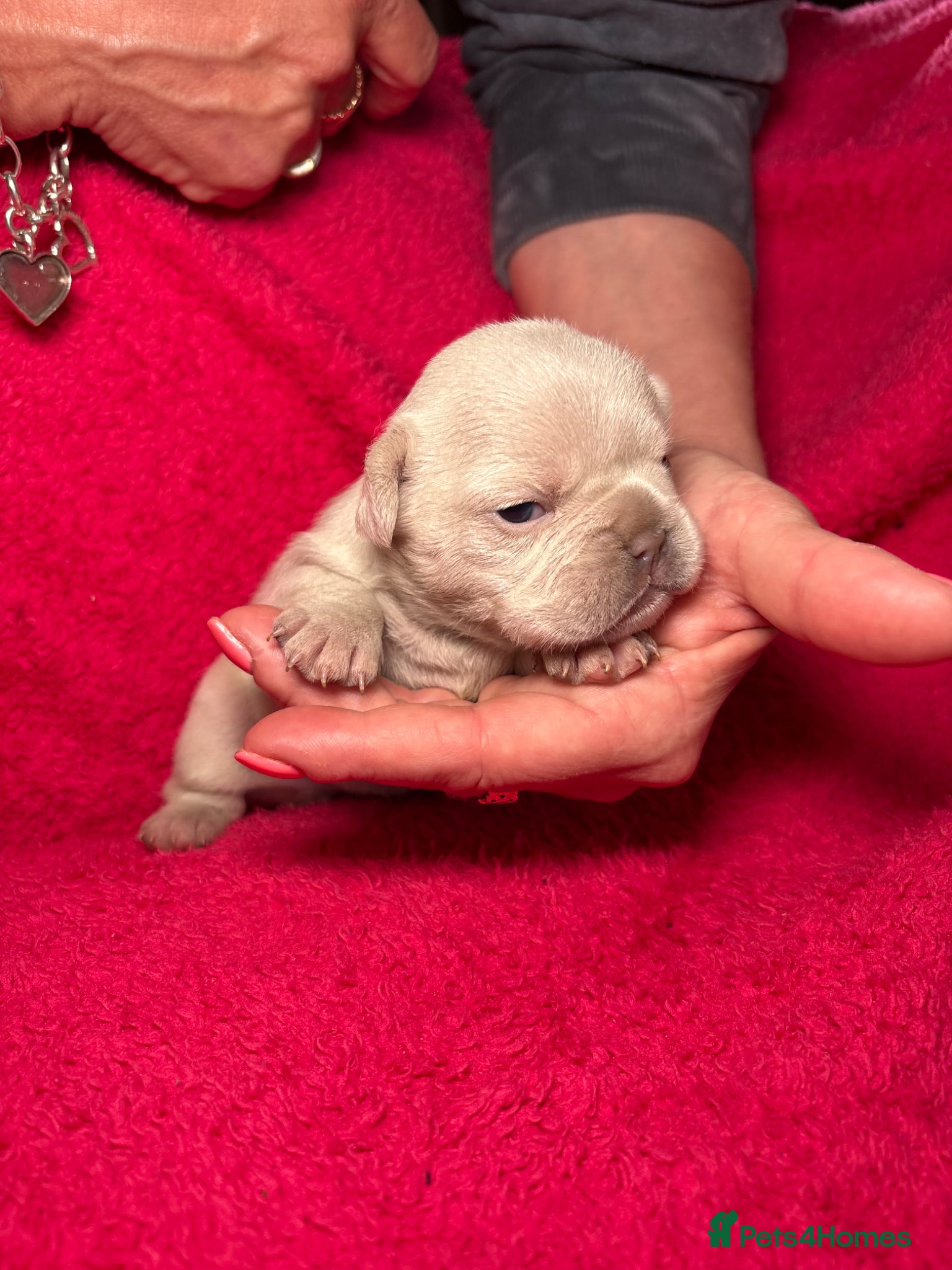French Bulldog dogs for sale: 🤍Quality bred french bulldog puppies🤍 in Dolgellau - Advert 6