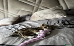 American Shorthair cats for sale: 7 weeks old Tabby Kitten  - Advert 3