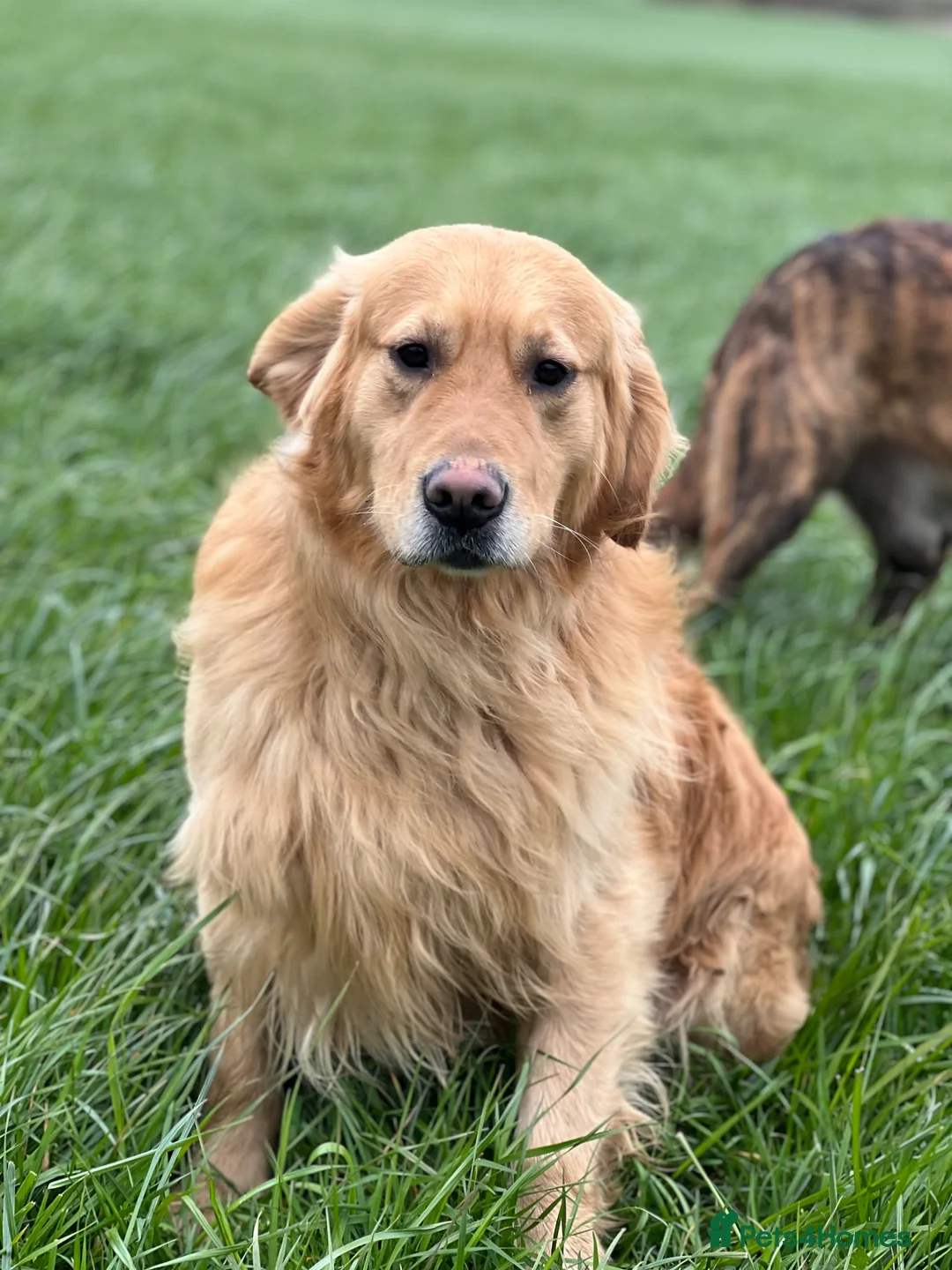 Golden Retriever dogs for sale: Adult male retrever - Advert 1