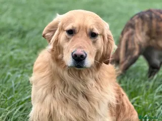 Golden Retriever dogs for sale: Adult male retrever - Advert 1