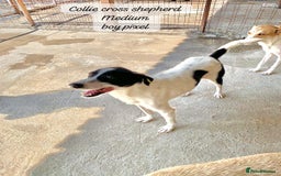 Mixed Breed dogs for adoption: Pixel, 3-4 yrs old. Available for adoption. - Image 15