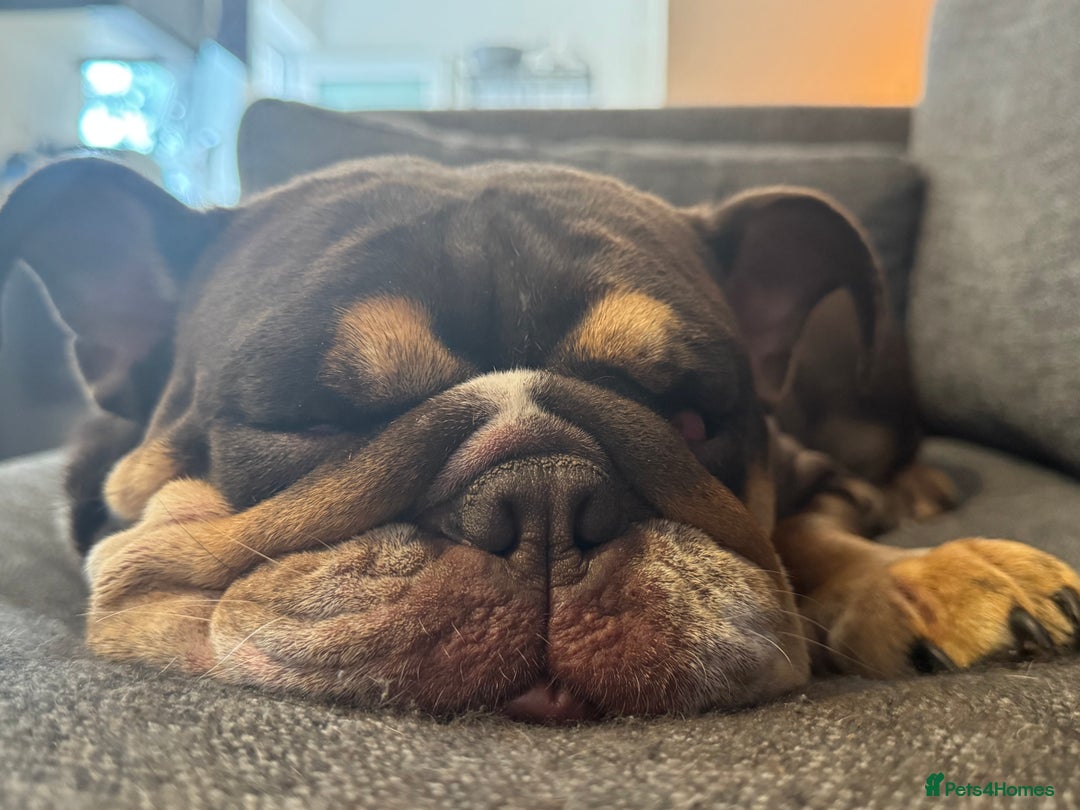 English Bulldog dogs for sale: Looking for my new home - Advert 8