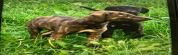 Lurcher dogs for sale: First cross saluki greyhounds  - Advert 21