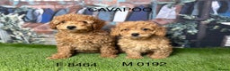 Cavapoo dogs for sale: Stunning cavapoo pups by licensed breeder - Advert 4
