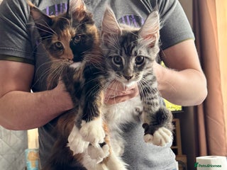 Maine Coon cats Pedigree Main Coon kittens 2boys/1girl TICA reg. - Advert 18