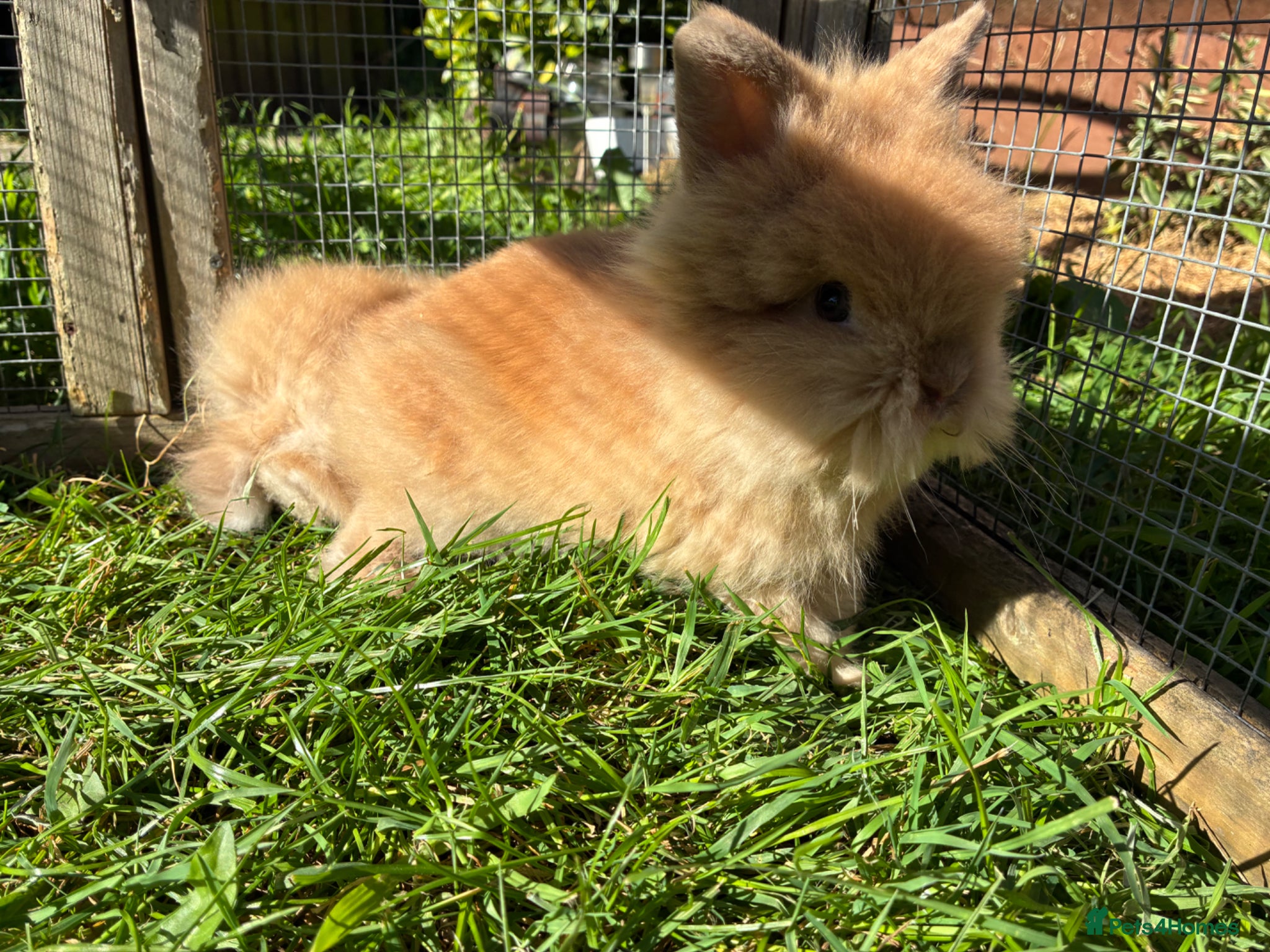Lionhead rabbits 2 stunning boy lionhead babies - Advert 4