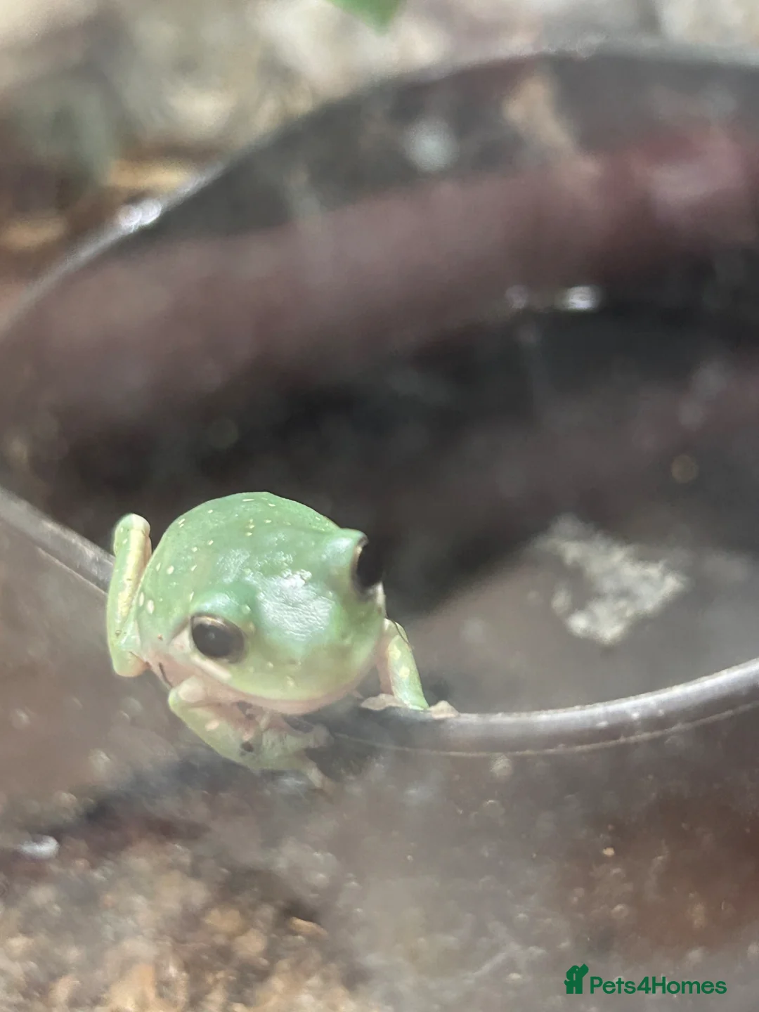 Frog reptiles for sale: Snow flake white tree frogs  in Loughborough - Advert 1