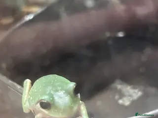 Frog reptiles Snow flake white tree frogs - Advert 8