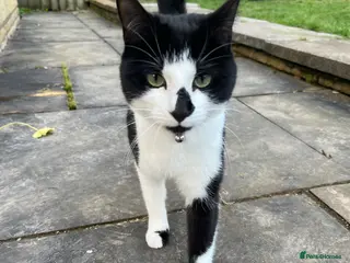 Mixed Breed cats 4 year old girl needs loving home - Advert 1