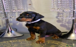 Dobermann dogs for sale: Gorgeous Eu**an Dobermann Puppies - Image 20